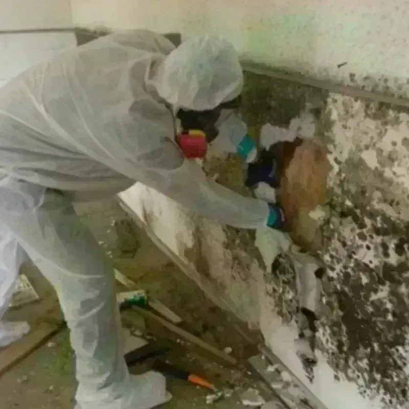 Mold Remediation and Removal in North Amherst, MA